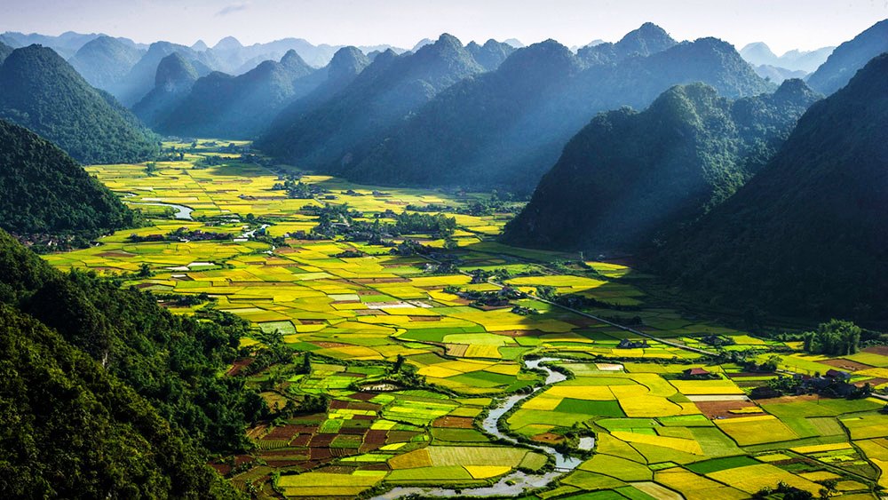 Mùa săn lúa cuối năm trên khắp Việt Nam